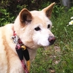 シニアの保護犬・こむぎちゃん