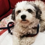 「ちょいキム（ちょっと気難しい）」な性格な保護犬・ラムネくん