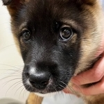生後2ヶ月ほどにして、過酷な生活を過ごした元野犬のいえやすくん