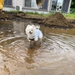 水道管に穴が開いてしまって、お庭が一面”プール”に！（「タレ目の犬(ポメラニアン)」さん提供）