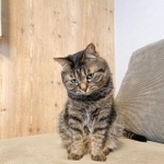 もじもじするのが癖なの＝kitto_kijitora