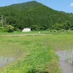 田植えから1カ月、稲の育った田んぼの周りに畔豆として黒枝豆を植えた