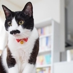 2歳のお誕生日＝chobi_cat_0415さん提供