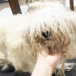 毛が伸び放題で、どこが顔なのかわからないほどの状態で保護されたダイちゃん