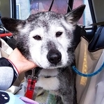 元飼い主から飼育放棄されたシニア犬・ロク