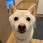 「お出迎え」に来たワン！（画像提供：豆柴のわさび君さん)