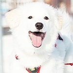 餌付けされて育った元野犬のメルティ