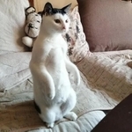 二足立ちもできるよ
