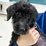 ダックス×プードルのミックス犬のベルくん