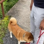 すりすり…「もう歩けないワン～」（画像提供：Shiba-Pote.jpさん)