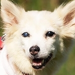 多頭飼育崩壊の現場から保護されたミックス犬、マーチ