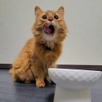 「あ～、うんまあ～」と舌ペロリ＝しぴこめさん（@chipie0826）提供