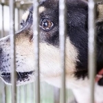 愛護センターで威嚇するように吠えていたカルパス