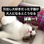 【ビフォー写真】生後3カ月の頃から引き出しに入るのが大好きになったこたろうくん（「こたとつーちゃん」さん提供、Instagramよりキャプチャ撮影）