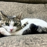 かとみさんの家にお迎えされたサンゴちゃん（かとみさん提供）