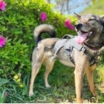 元野犬の保護犬・シュン