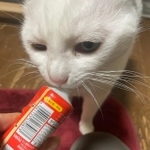 こちらが杏ちゃん（るーさん提供）