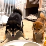 目の前のご飯を早く食べたくて、前足をバタつかせながら待つ柴犬兄妹の動画が話題（「豆福&amp;夢栗【まめふく&amp;ゆめくり】」さん提供、Instagramよりキャプチャ撮影）