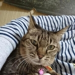 優しい表情のミミちゃん＝gatita_himawariさん提供