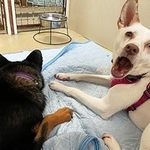 大きなあくびをするスピガ