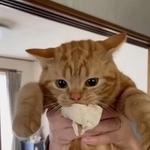 現行犯逮捕されたササミ泥棒の猫が話題に（「モズクとサンの日常」さん提供、Instagramよりキャプチャ撮影）