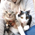 幸せをつかんだ2匹＝gatita_himawariさん提供