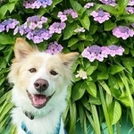 人懐っこい笑顔を見せてくれた保護犬・ソウデル