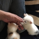 【ビフォー写真】保護して4日目の子猫たちの写真がお団子みたいで「可愛すぎる」と話題（ねこさん提供）