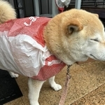 レインコートの代わりに…”しまむらカッパ姿”の柴犬さんがTwitter上で話題（「柴犬の見る夢」さん提供）　