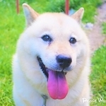 ケージに入れられ、大雨の中捨てられていたところを保護されたみゆき