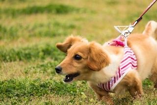 犬が相手に噛みついたわけではないにもかかわらず、管理責任を問われたケースがあります（hiroki0812/stock.adobe.com）