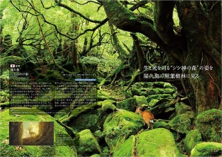 「もののけ姫」より屋久島の神秘的な風景をお届け