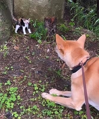 子猫と出会った日は飼い主さんの出産予定日だったという（飼い主さん提供、Instagramよりキャプチャ撮影）