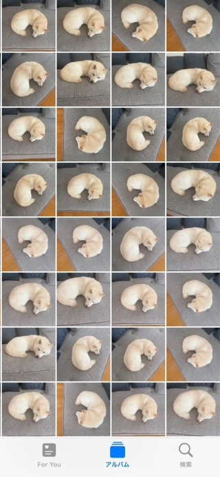 丸くなって眠るワンコの姿がずらり（画像提供：たまgoさん）