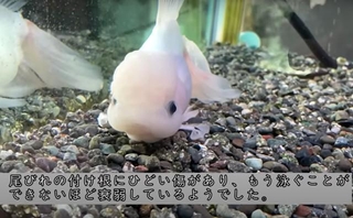 店内に入ると、正面の水槽に泳ぐことなく沈んでいた金魚。余命1週間と言われ、無料でもらったという（YouTubeチャンネル「えみこのおうち」よりキャプチャ撮影）