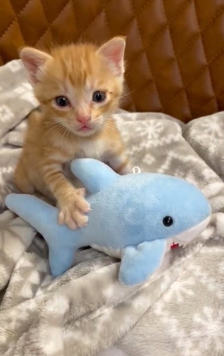 少し大きめのぬいぐるみと戯れる保護された子猫が話題に（三吉さん提供、Twitterよりキャプチャ撮影）