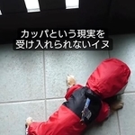 玄関から動かないカッパ姿のチワワ犬の動画が話題に（「kou chiwawa」さん提供、Instagramよりキャプチャ撮影）