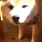 丸っこい体格がかわいいリッパーくん