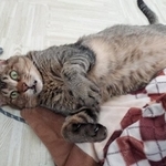 愛猫のチュッカくん
