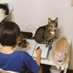 期末テストの勉強をしている娘さんの周りに集まる猫たちがTwitter上で話題に（nyaokoさん提供）