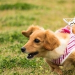 犬が相手に噛みついたわけではないにもかかわらず、管理責任を問われたケースがあります（hiroki0812/stock.adobe.com）