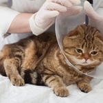 ペット保険に入っていない理由は？　※画像はイメージです（photoAC）