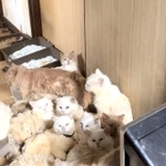 神奈川県横浜市内の民家で起きた「多頭飼育崩壊」。約80匹の猫が保護された（河野さん提供）