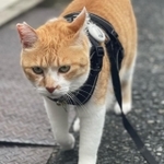 お散歩中のチャチャくん(R meさん提供、Instagramよりキャプチャ撮影)