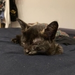 しばらく点滴のため病院通いが続き、注射器でミルクを飲ませた。＝nyan.sssさん提供