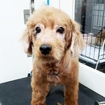 11歳のシニア犬で、突然飼い主を失ったトイプー・キラ