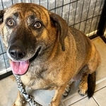 かなりの巨体で、目が合うと一瞬ドキッとしますが、実はとてもかわいいあられ