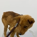 【ビフォー写真】殺処分直前だった…「アル＆アイと野犬さんたち」さんさん提供、Instagramよりキャプチャ撮影）