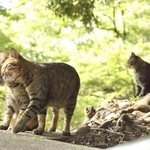 ノネコ・ノイヌも実は狩猟鳥獣だったって知っていましたか？