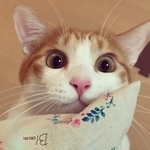 ゆる猫パンチ遊びが大好き＝sora__yukiさん提供